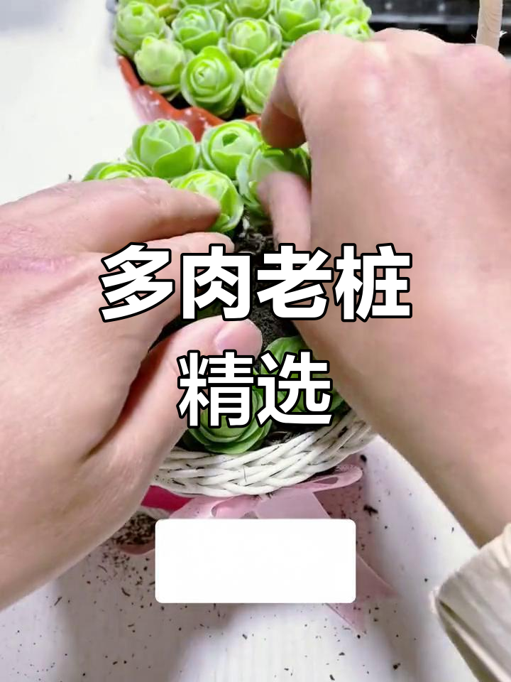 精美多肉玫瑰五毛