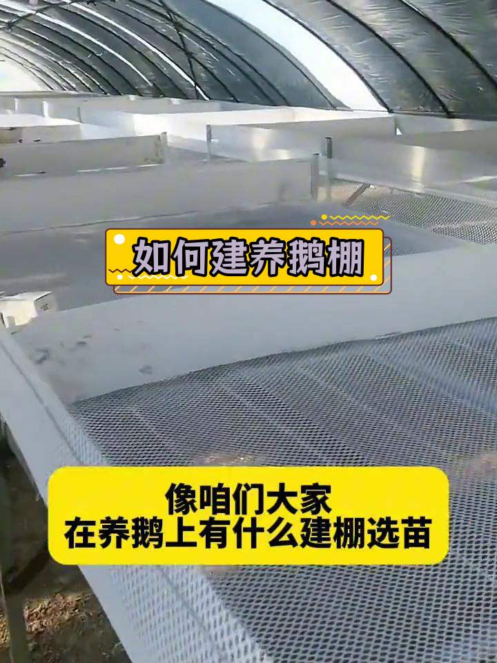 养鹅棚搭建技巧分享