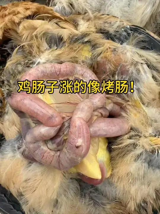 鸡肠子肿胀的像烤肠一样