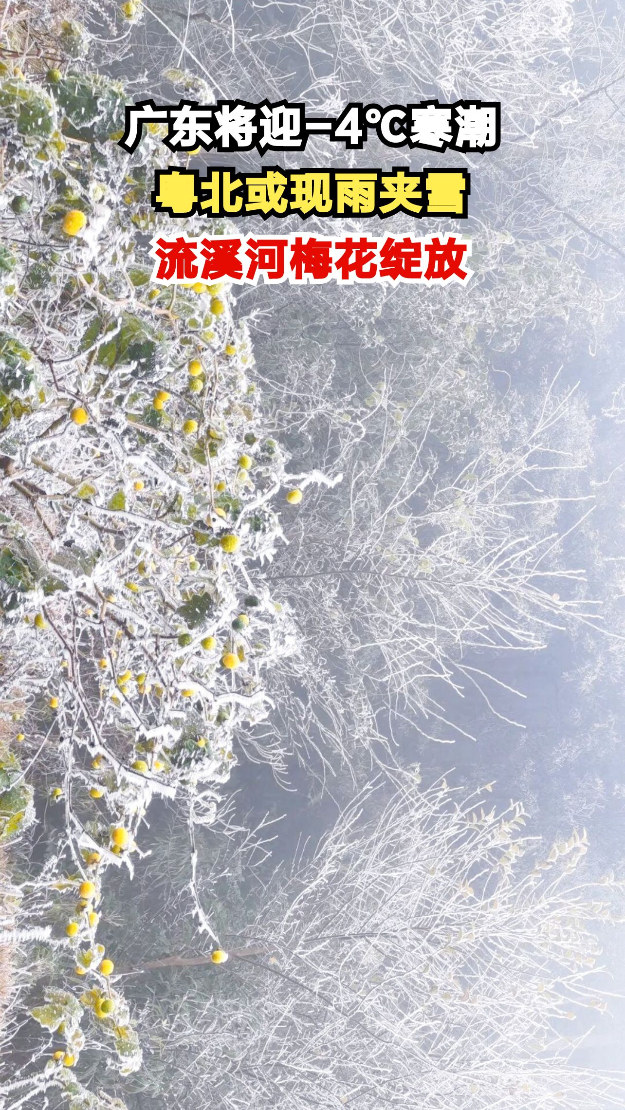 广东寒潮倒计时3天!粤北高海拔山区将现雨夹雪,流溪河国家森林公园梅花盛开