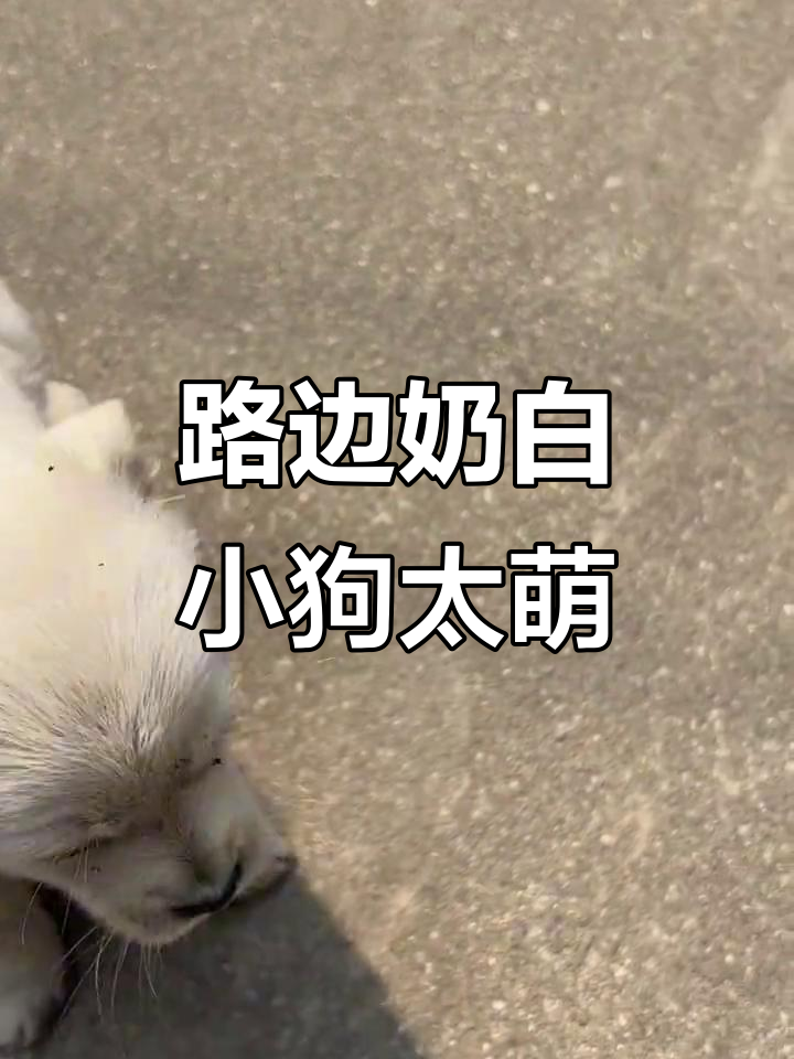 谁能抗拒这只路边的奶萌小白狗,微笑警告超可爱