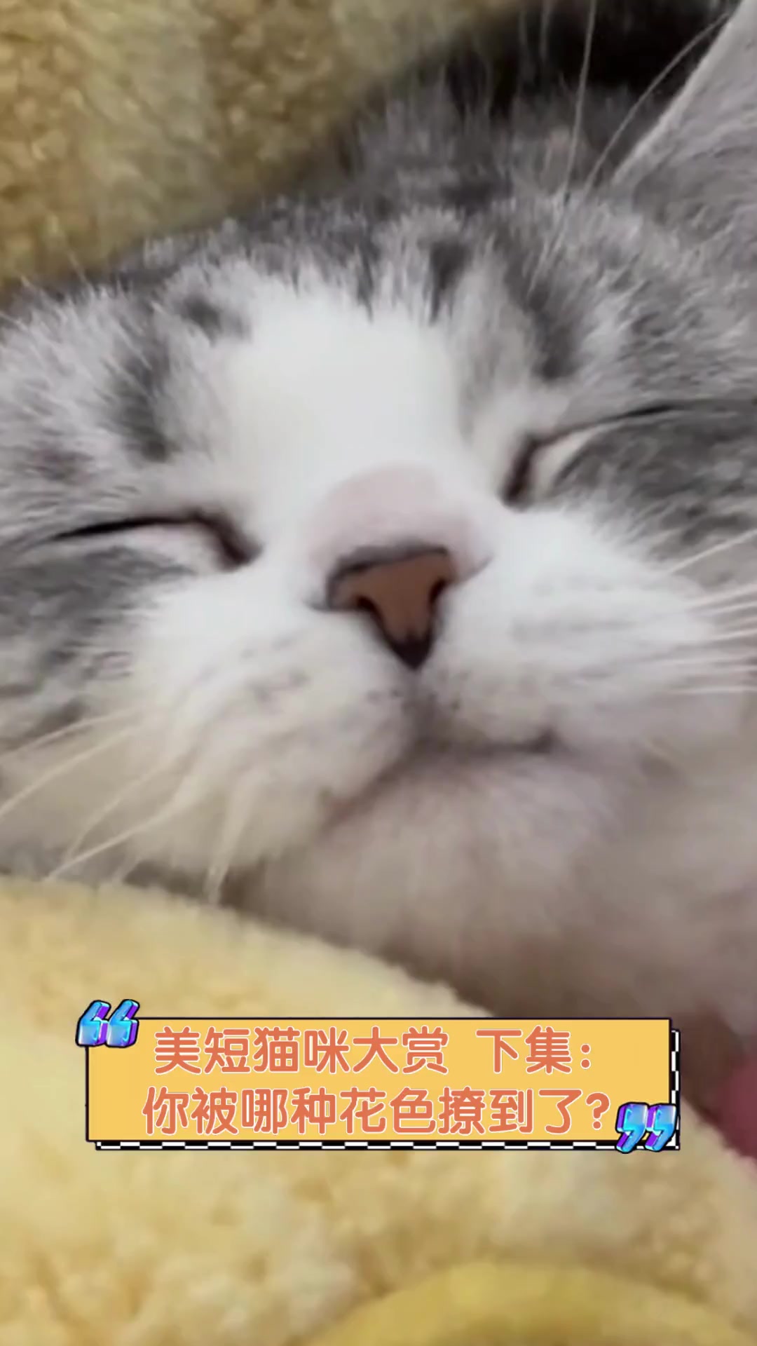 美短猫咪大赏,下集:你被哪种花色撩到了?