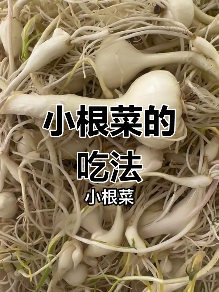 小根菜的多变做法,酸菜肉馅更美味