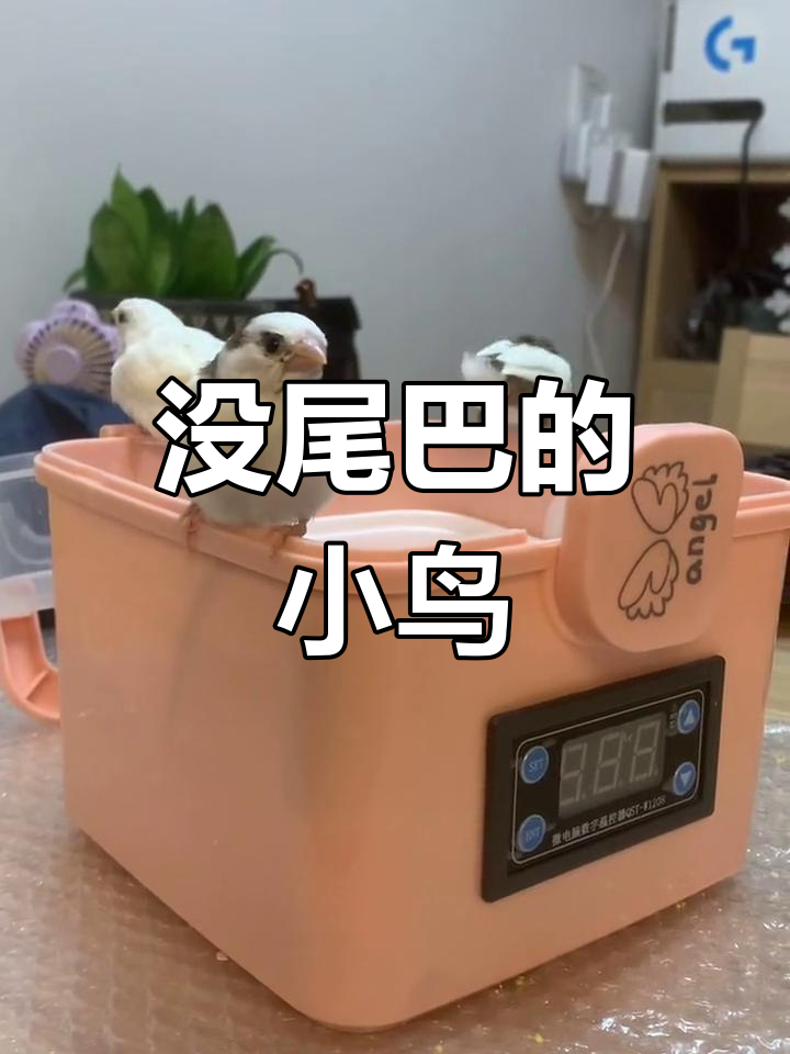 跳跳鸡的奇妙世界