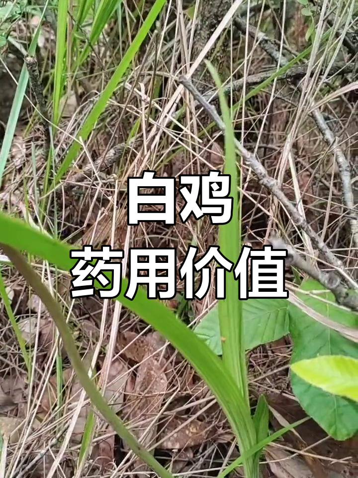 山中野生药材白鸡
