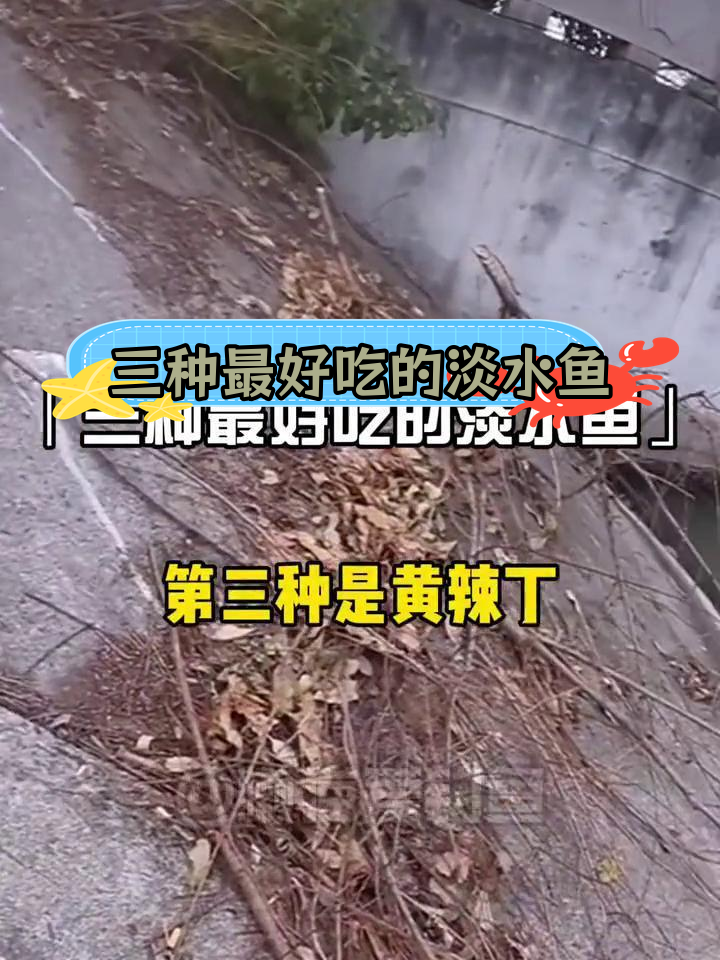 淡水鱼中的三大美味,钓鱼爱好者必试