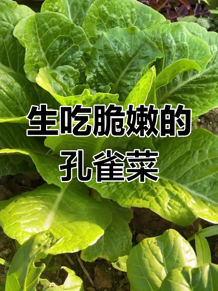 孔雀菜:脆嫩美味,阳台小院必备的高档蔬菜