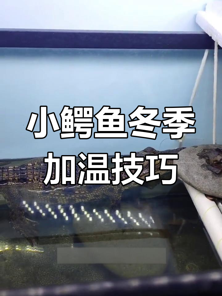 冬季饲养小鳄鱼,加温与投喂全攻略