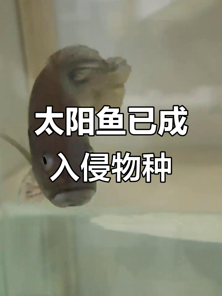 太阳鱼泛滥成灾,北方南方都能见到它的身影