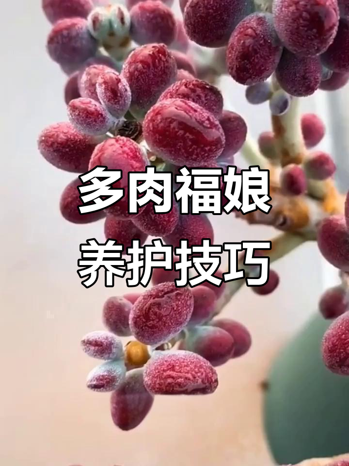 福娘类多肉植物养护全攻略,六大常见品种轻松搞定