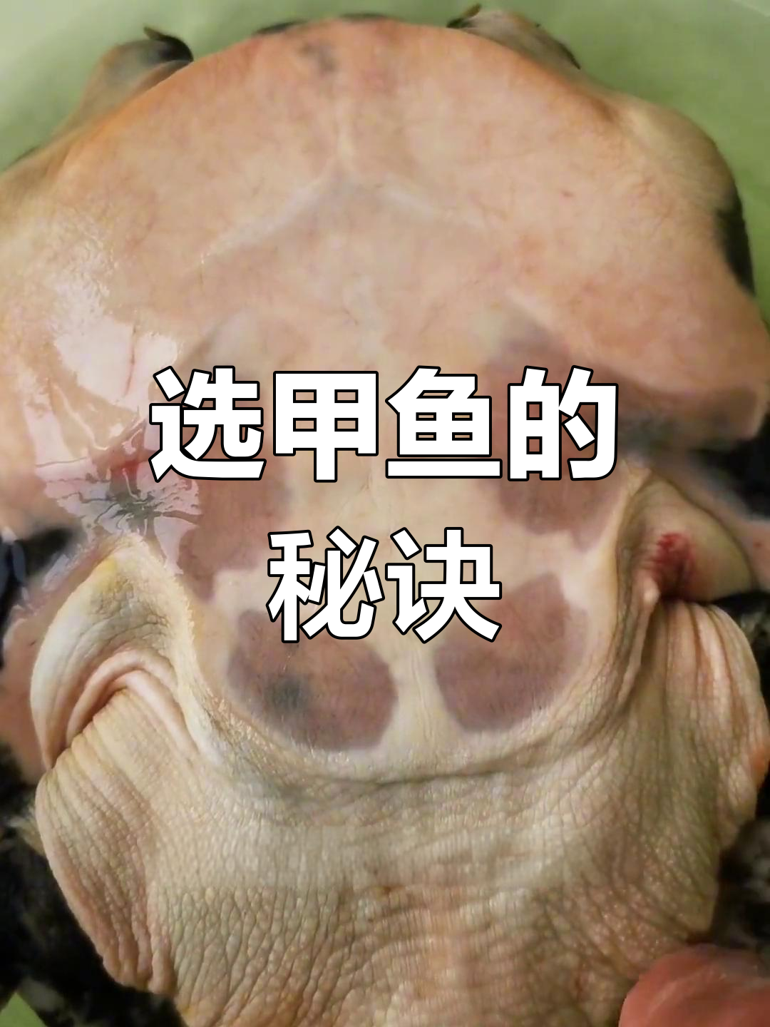 挑选甲鱼,看底板与背壳,小个老成才是上品