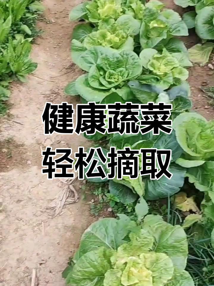绿色有机菜园,天然美味随时采摘
