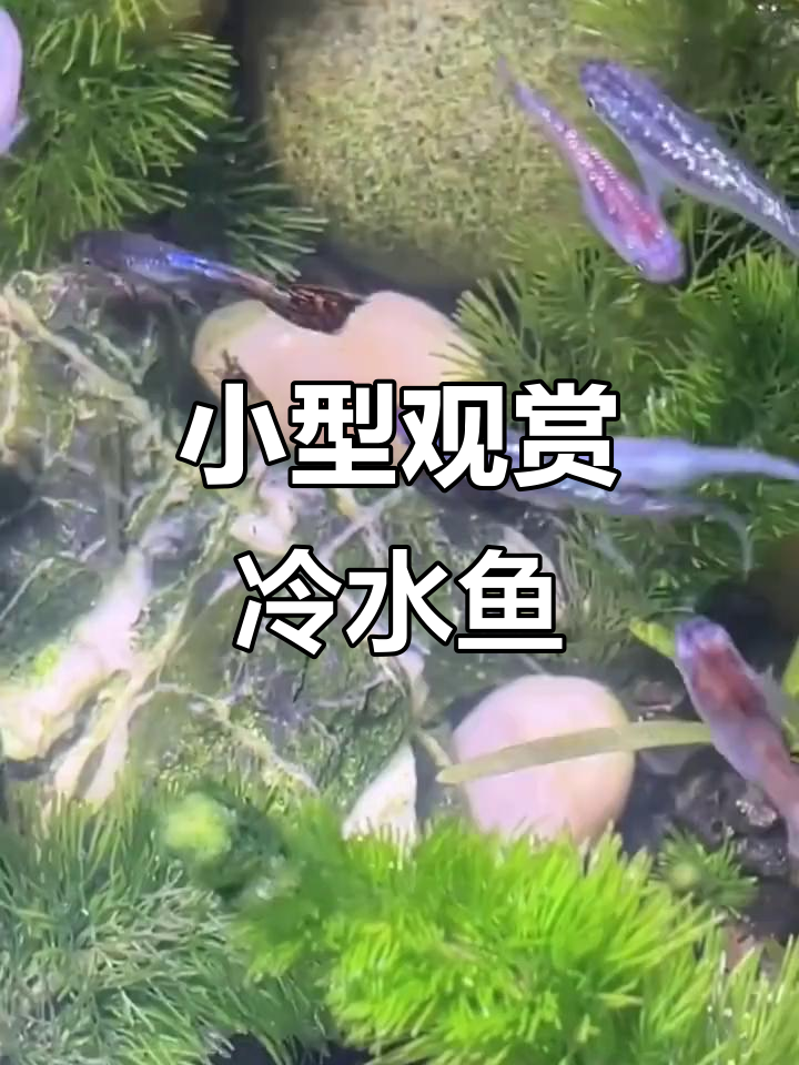 观背青鳉:小型淡水冷水鱼,零到四十度都能养,群游更美