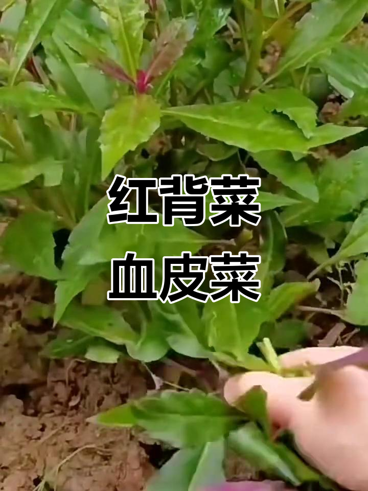 紫背天葵:血皮菜与红背菜的独特魅力