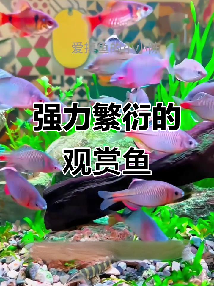 这些观赏鱼繁殖力惊人，新手也能轻松养爆缸！