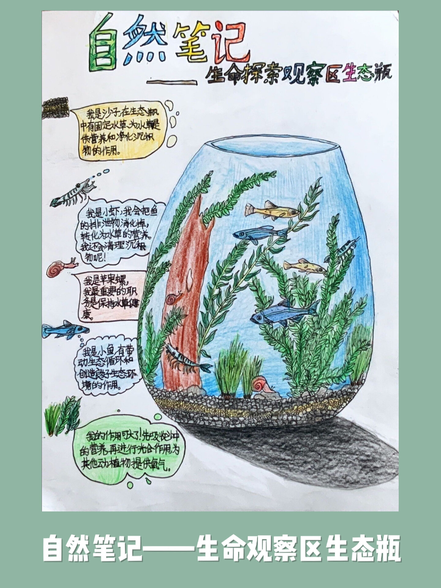 自然笔记|微景观|生态瓶绘画