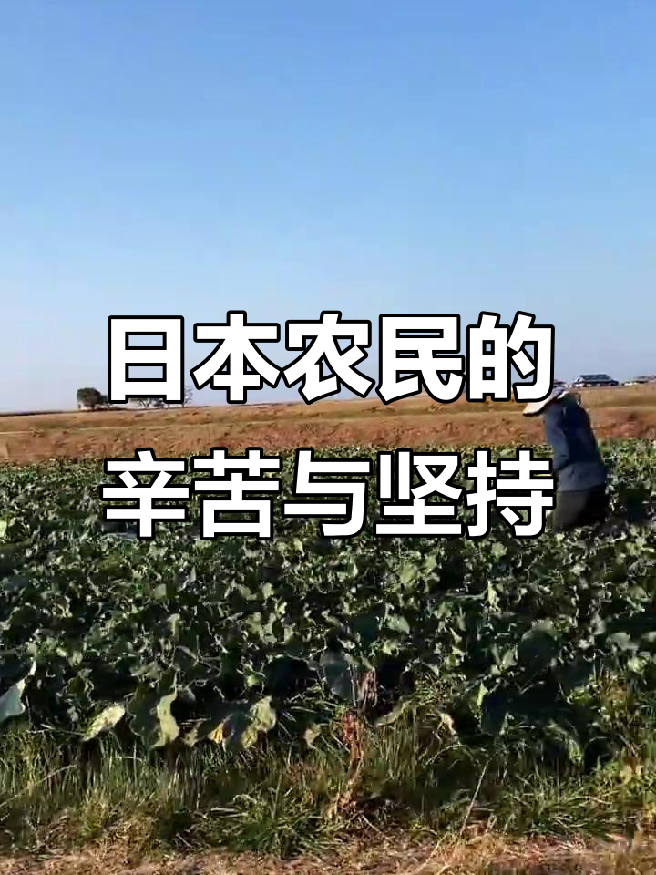 日本农村：人工收割菜花，成本高但传统依旧