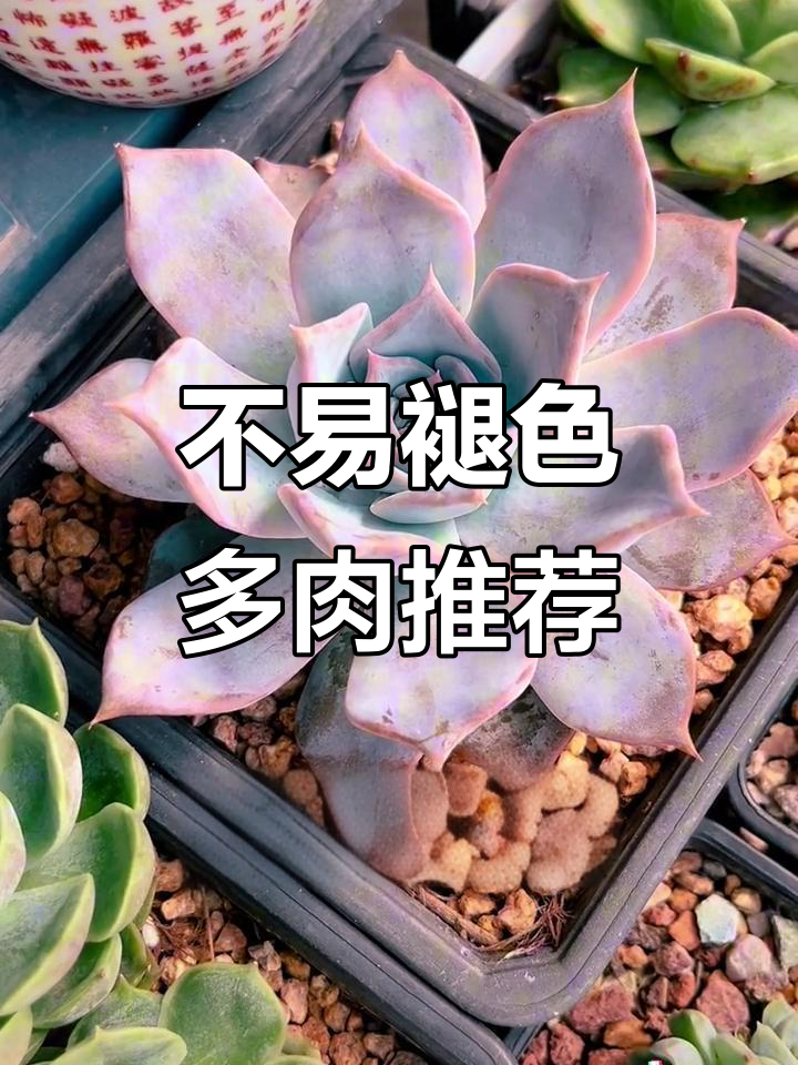 夏季不褪色的10种多肉植物,适合阳台养护