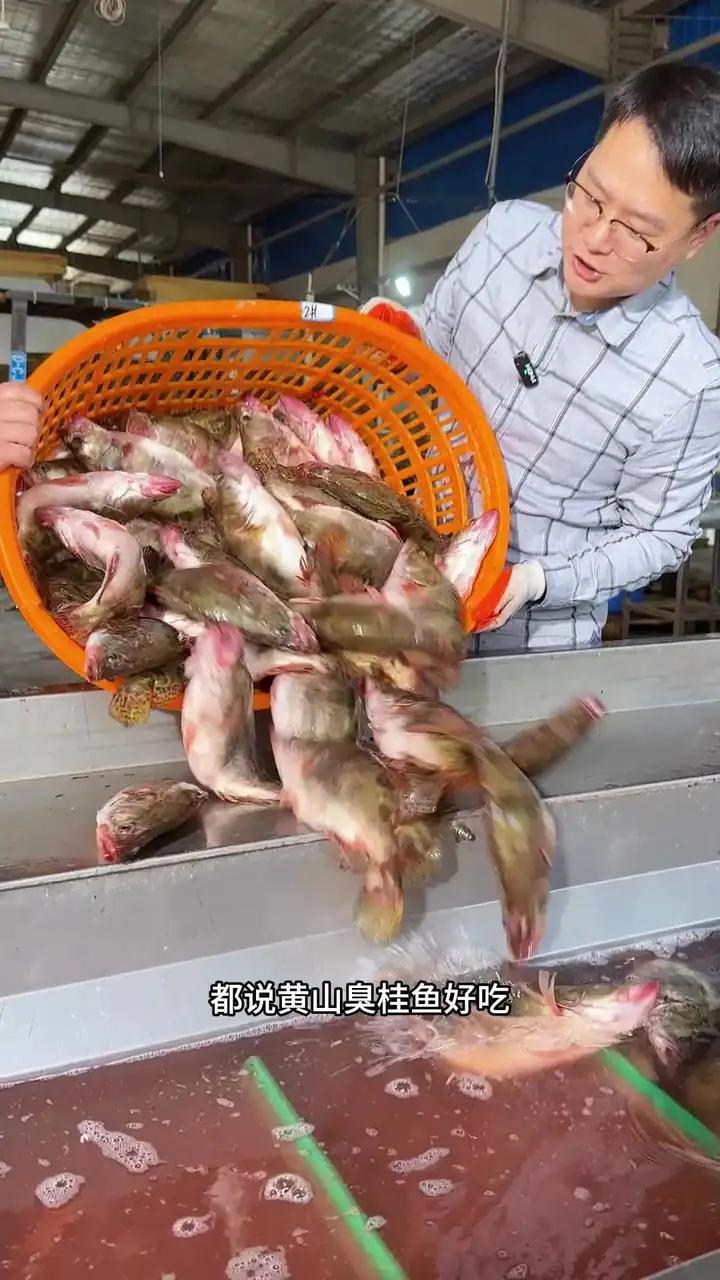 黄山臭鳜鱼源头厂家做活动便宜卖了