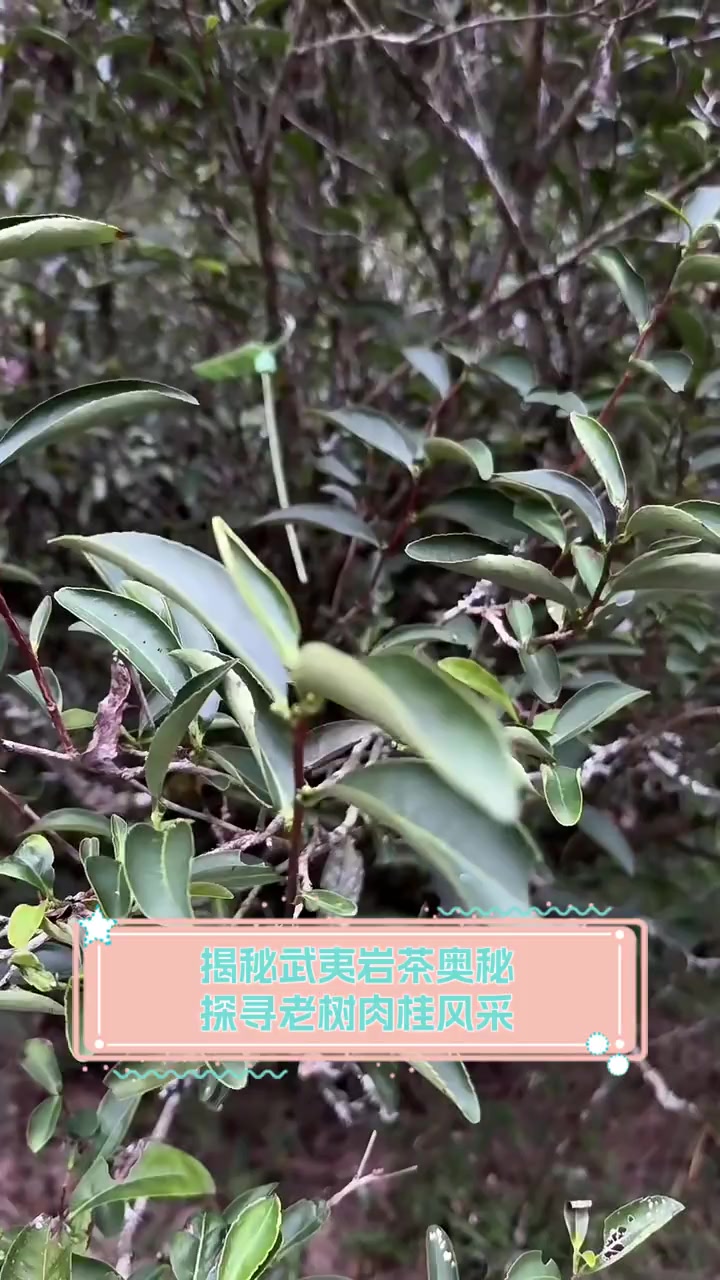 揭秘武夷岩茶奥秘,探寻老树肉桂风采