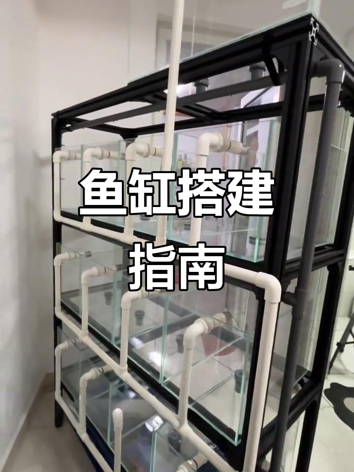 从零开始打造鱼缸，教你避免常见问题与技巧