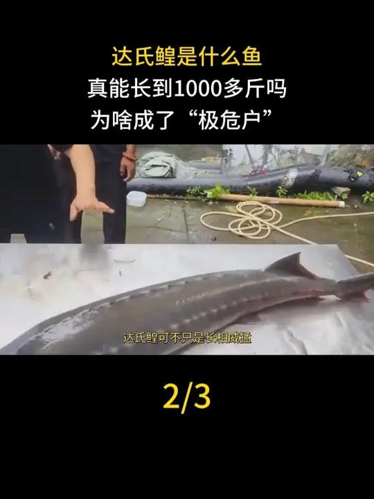 达氏鳇是什么鱼,真能长到1000多斤吗,为啥成了“极危户”