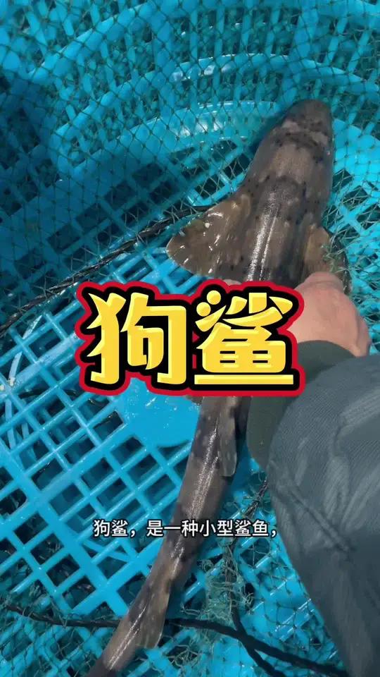 狗鲨的功效和价格介绍。