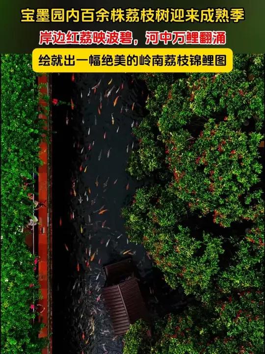 近日,广州宝墨园内百余株荔枝树迎来成熟季,岸边红荔映波碧,河中万鲤翻涌,绘就出一幅绝美的岭