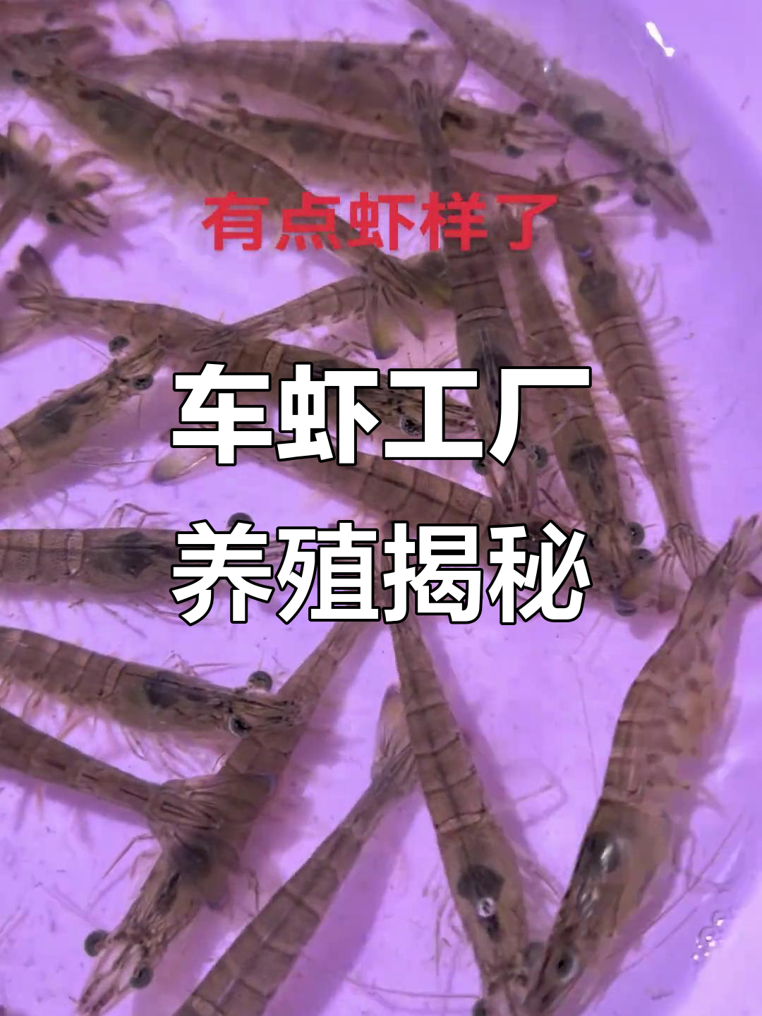 探访车虾工厂化养殖基地,了解日本对虾的成长过程