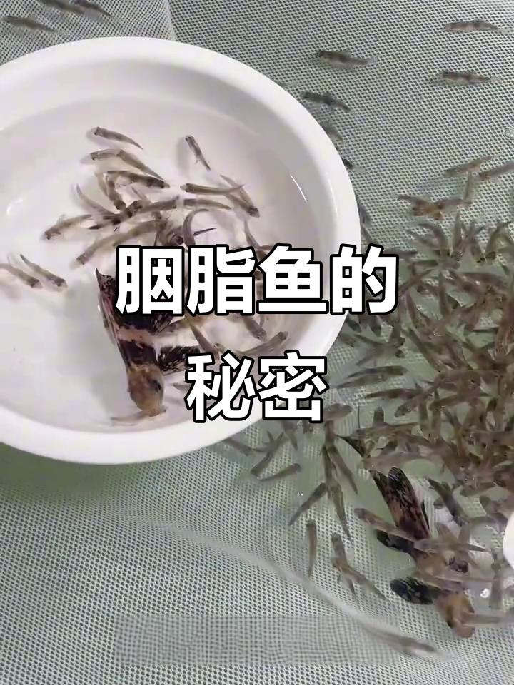 胭脂鱼,温顺美丽,不吃小鱼,象征顺风又吉祥