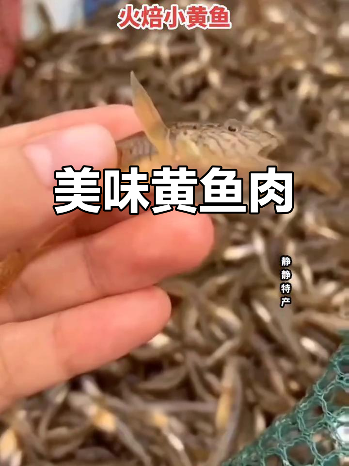 这种火焙小黄鱼，头大身小，肉嫩无骨，口感绝佳！