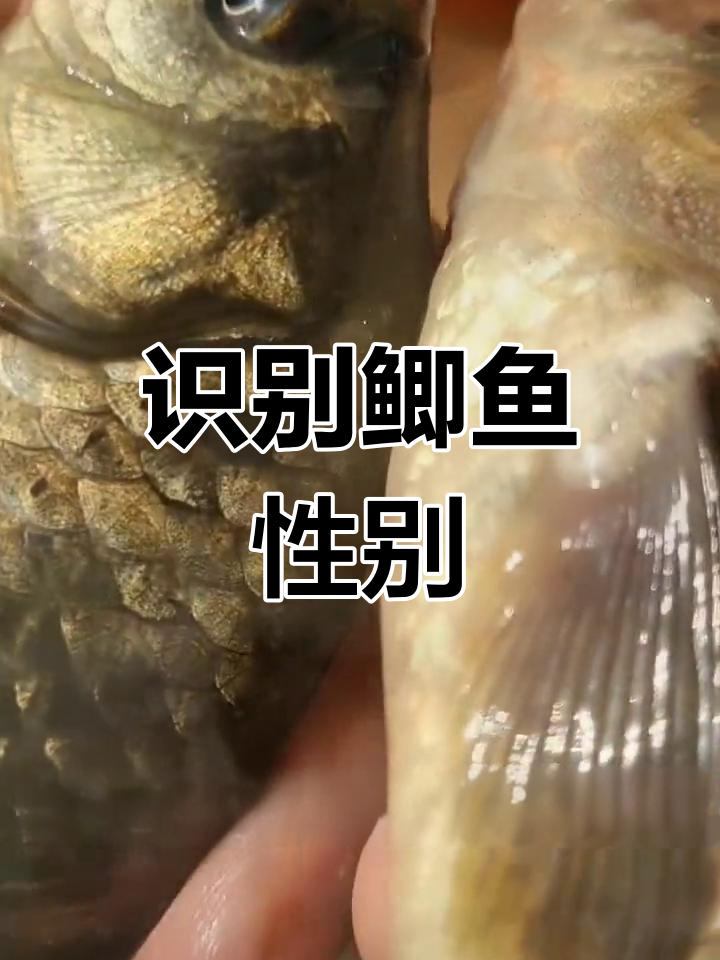 如何区分鲫鱼公母