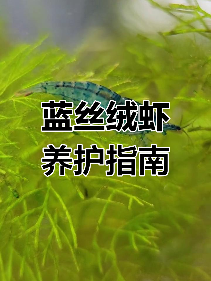 蓝丝绒虾需单独饲养,避免杂交影响品质
