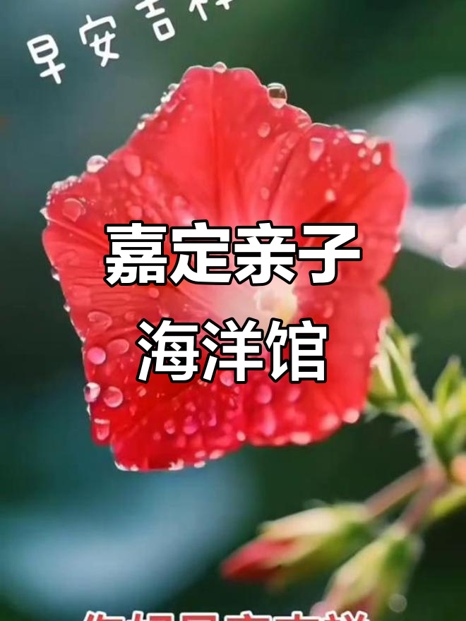 上海嘉定亲子海洋馆,美人鱼表演和狗咖体验大揭秘