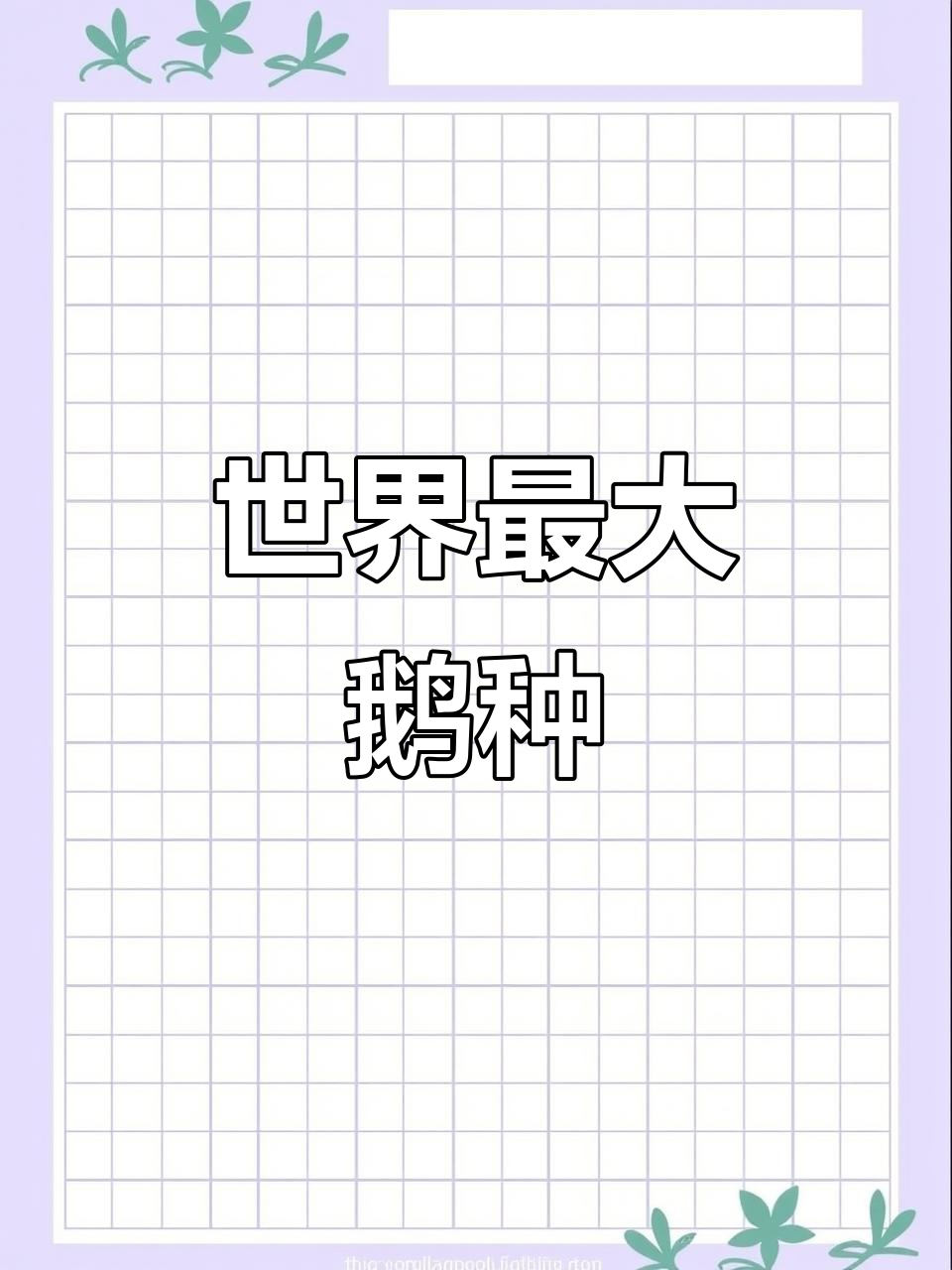 世界上最大的鹅,吐鲁兹坦克鹅揭秘