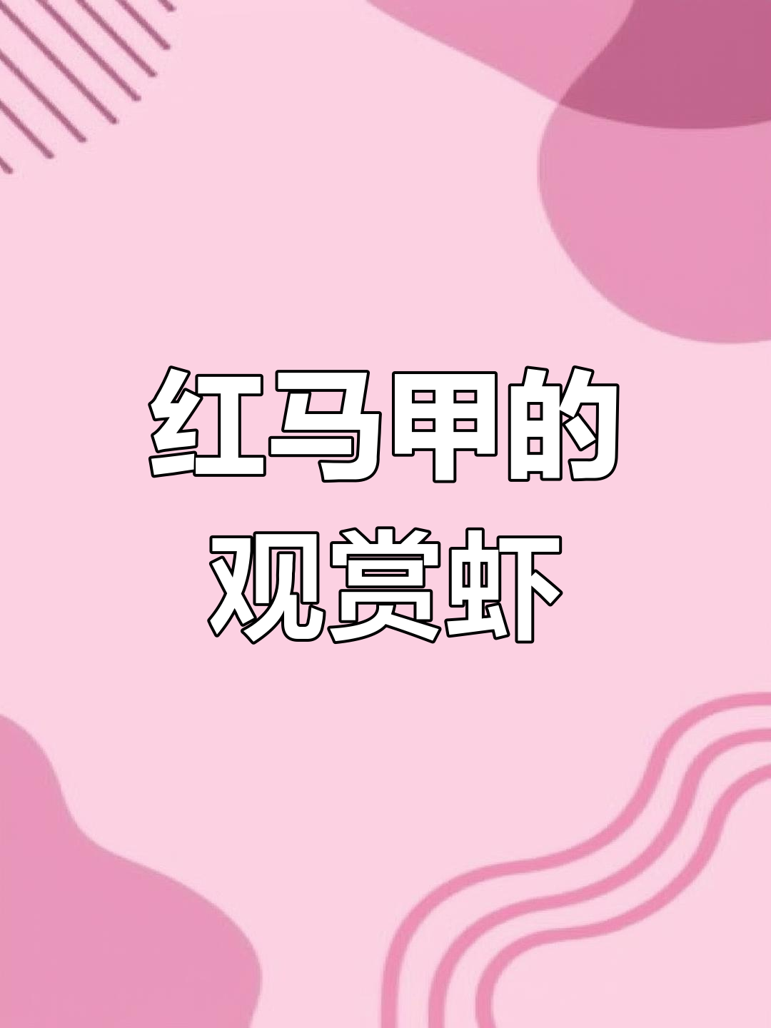 极火虾:红马甲的黑壳虾,清洁鱼缸又美观