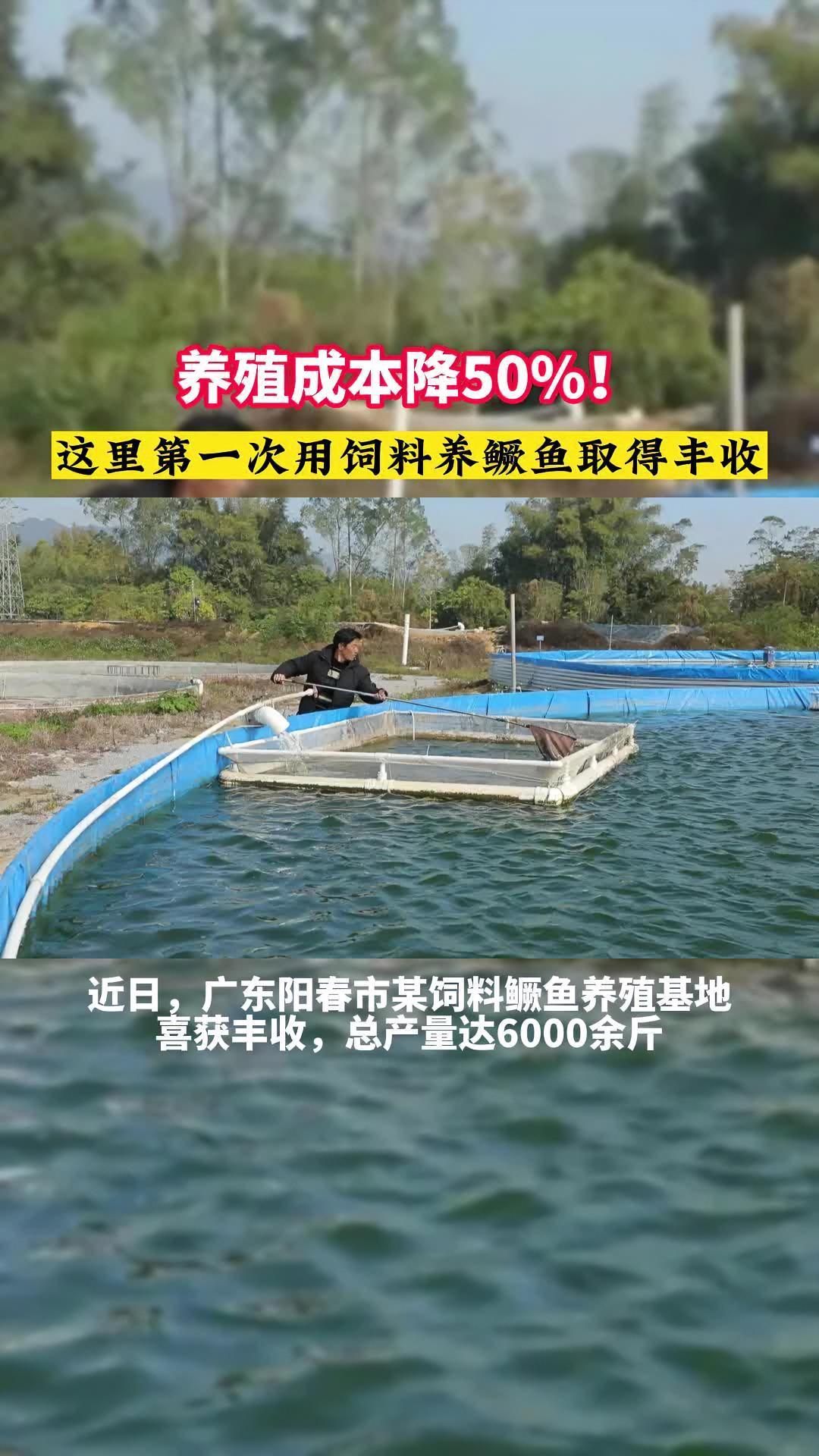 成本降低50%!阳春饲料鳜鱼养殖基地首次取得丰收!水产养殖 鳜鱼 桂花鱼