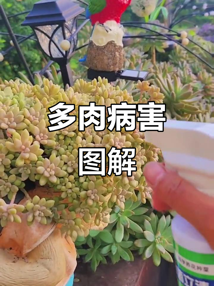 多肉植物五大常见病害及防治方法，轻松搞定！