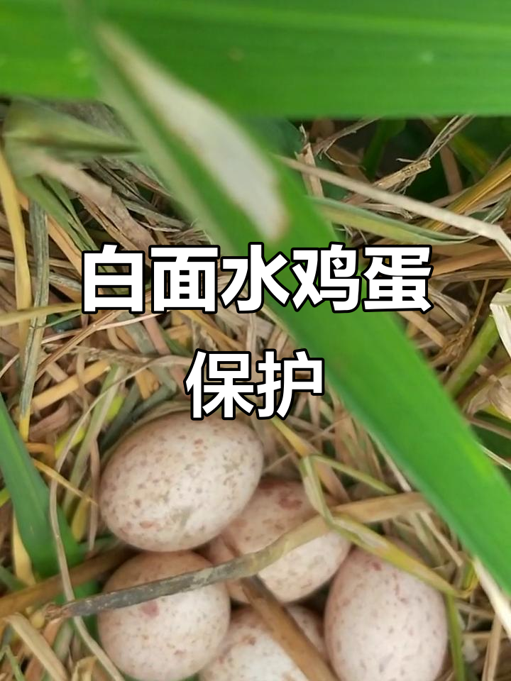 稻田发现白面水鸡蛋,野生动物不能碰!