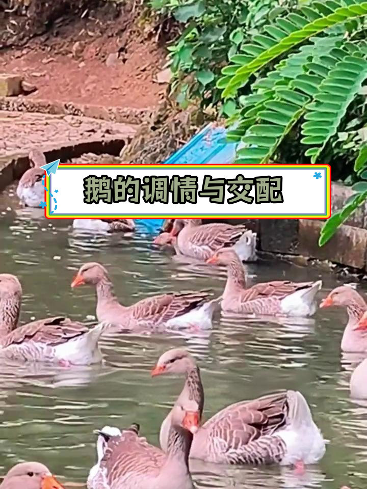 公母鹅交尾全过程揭秘