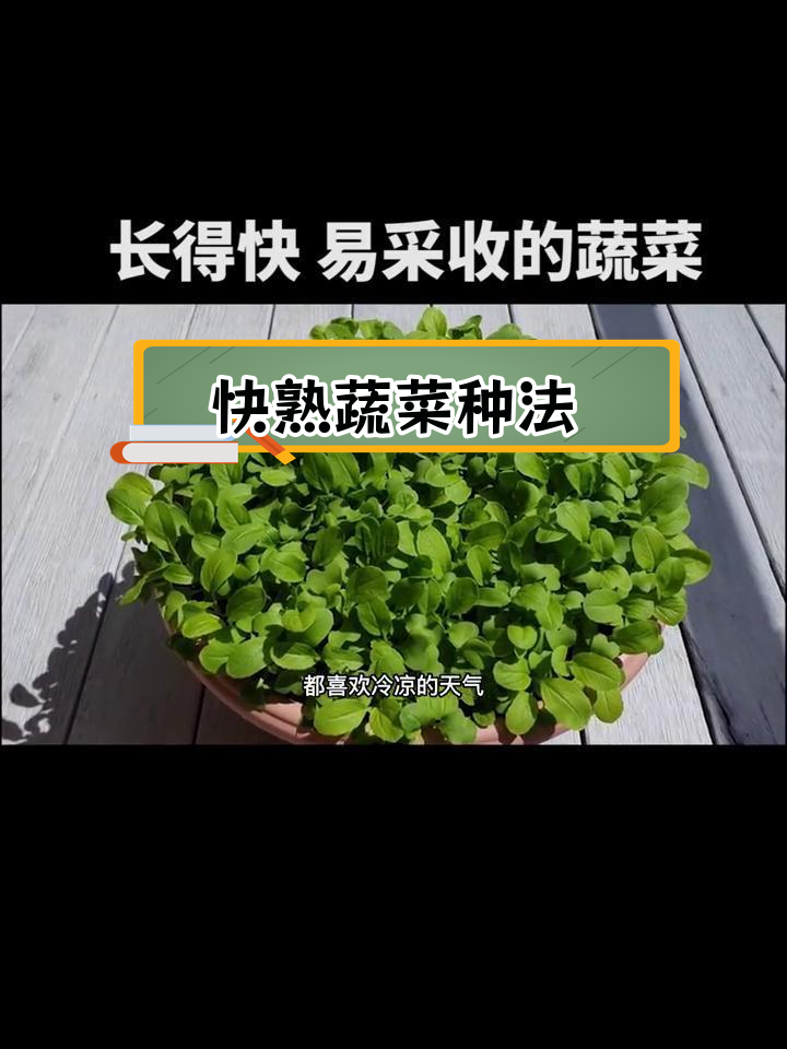 快速种植鸡毛菜,20天收获