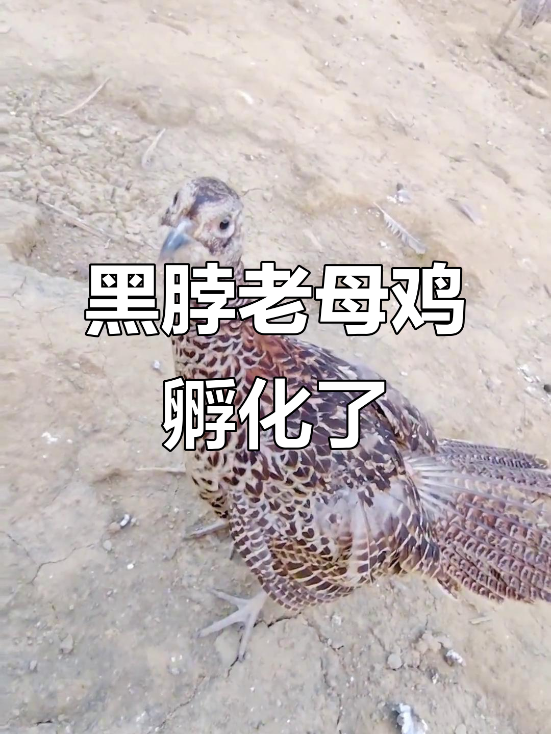 纯种黑脖母鸡不再下蛋,开始专心孵化