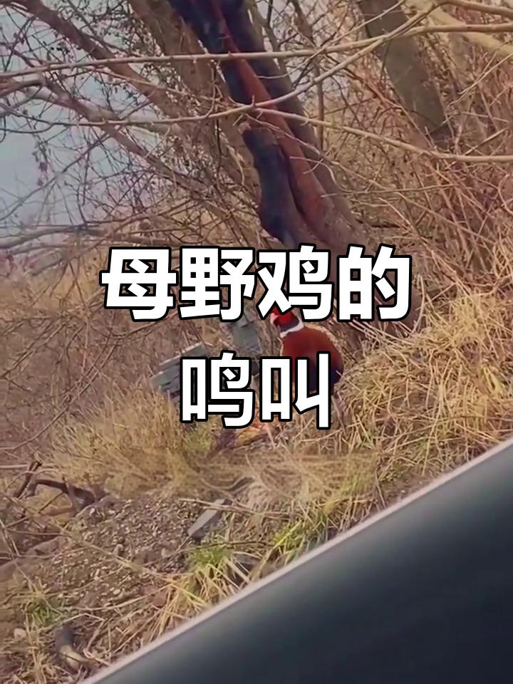 母野鸡发情时的独特叫声