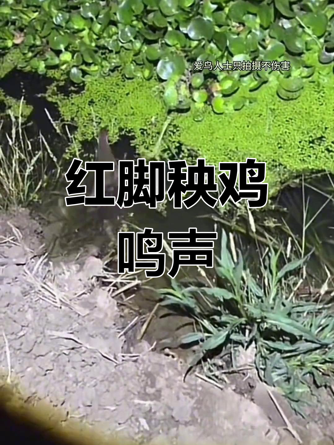 红脚秧鸡的独特叫声