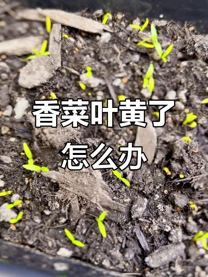 香菜叶子发黄?可能是这些原因,快来看一下!