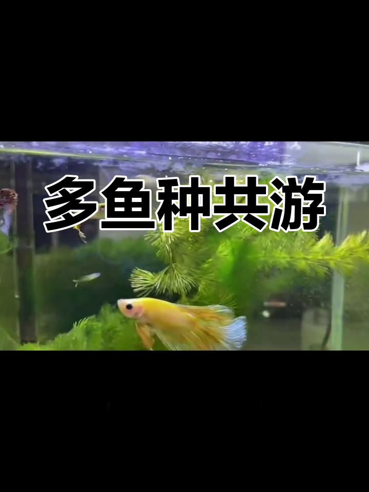 玻璃缸中的多彩世界:孔雀、霓虹燕子混养