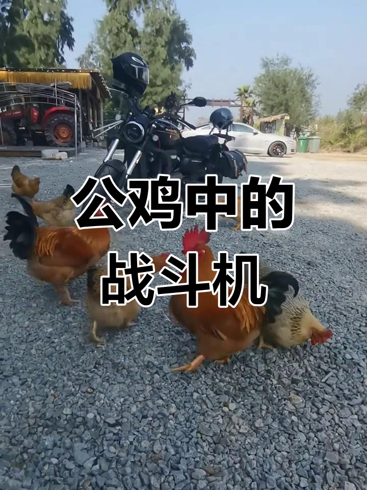 海南走地大公鸡,灵性十足