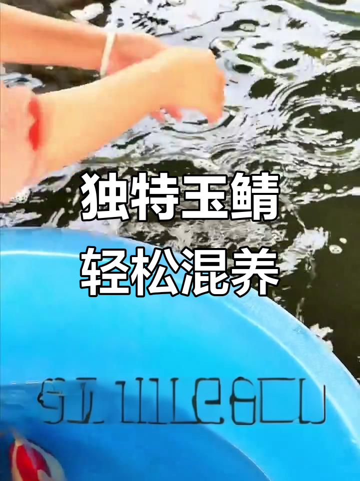 玉鲭鱼:茶壶体态的观赏混养达人