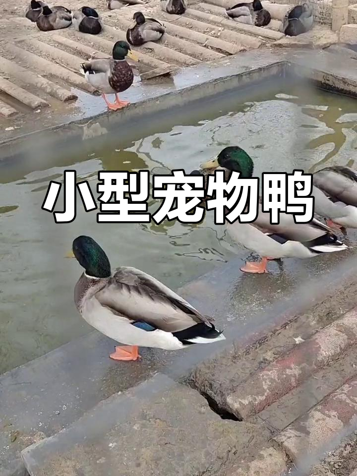 可爱观赏鸭品种介绍