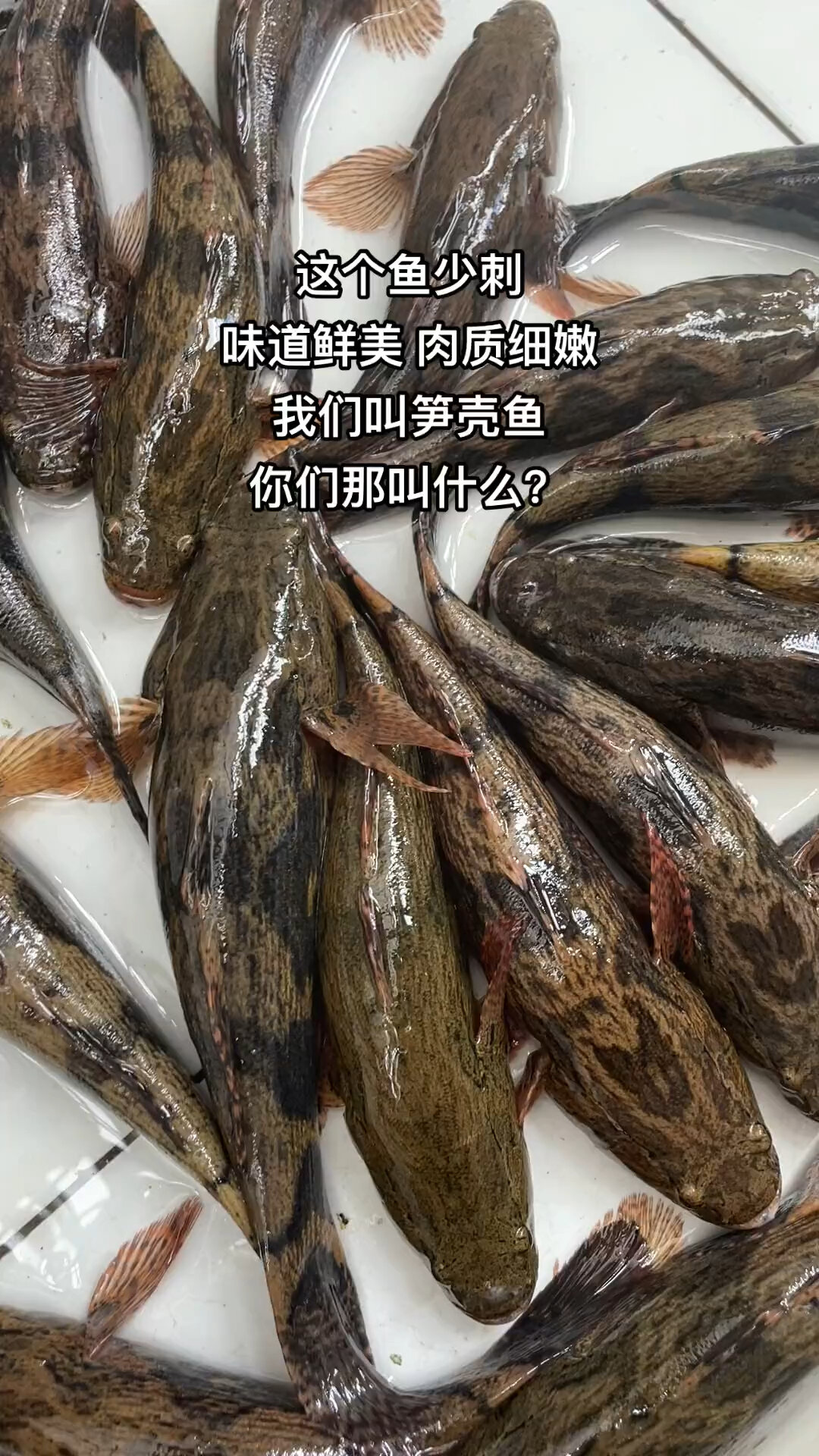 野生笋壳鱼味道鲜美适合清蒸